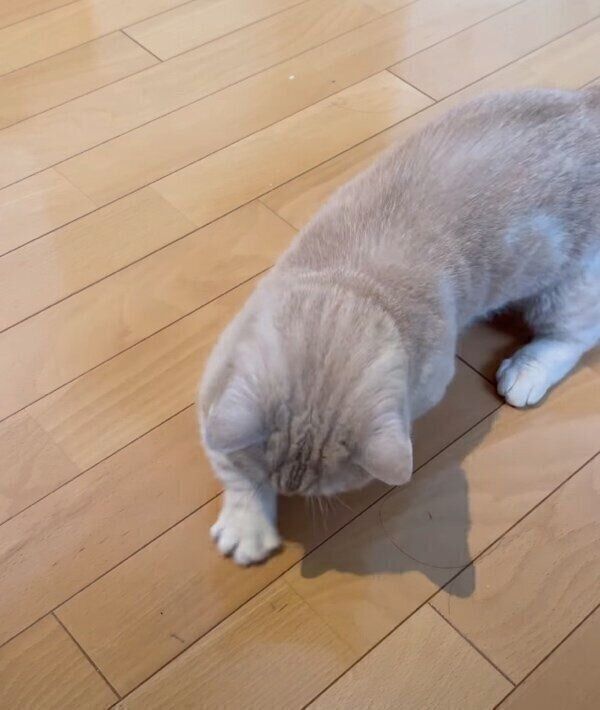 成猫になっても影遊びをするじゅじゅちゃん