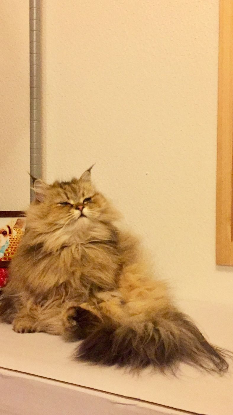ペルシャの特徴と性格 飼い方 価格相場など 猫図鑑 ねこのきもちweb Magazine ペルシャの特徴と性格 飼い方 価格相場など 猫図鑑 ねこのきもちweb Magazine