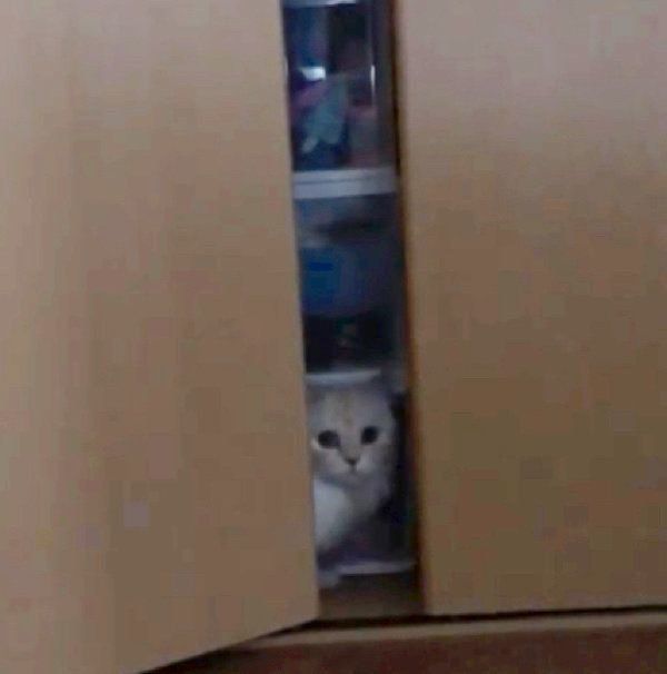 クローゼットに隠れるミヌエット