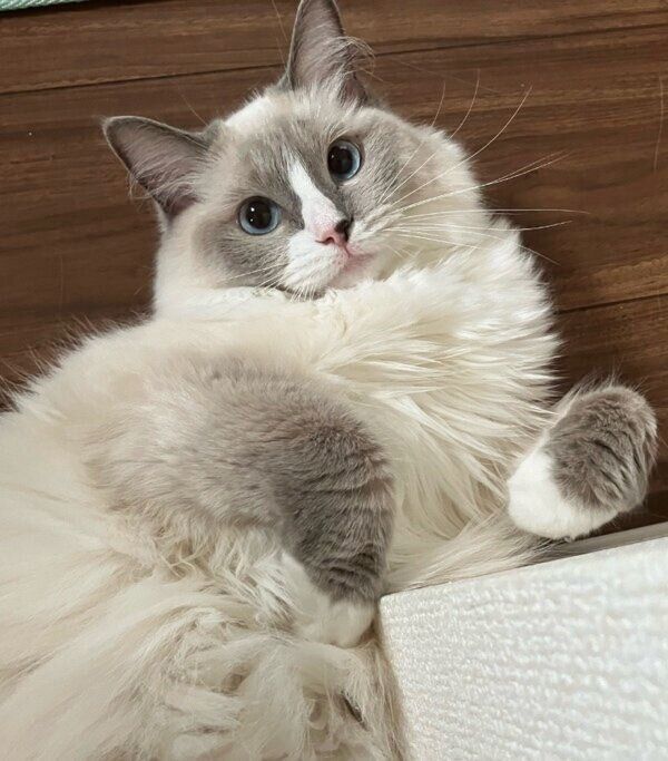 もこもこのましろちゃん