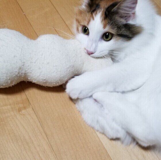 けりけりするノルウェージアンフォレストキャット