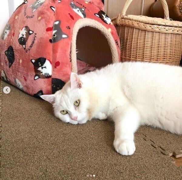 ニトリのジョイントマットでくつろぐももちゃん