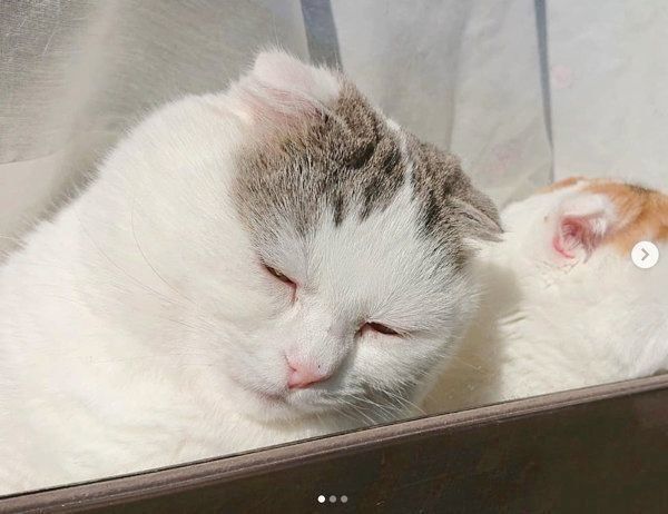 窓際でシブい顔をするライくん