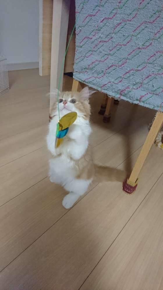 猫じゃらしで遊ぶスコティッシュフォールド・ロングヘア