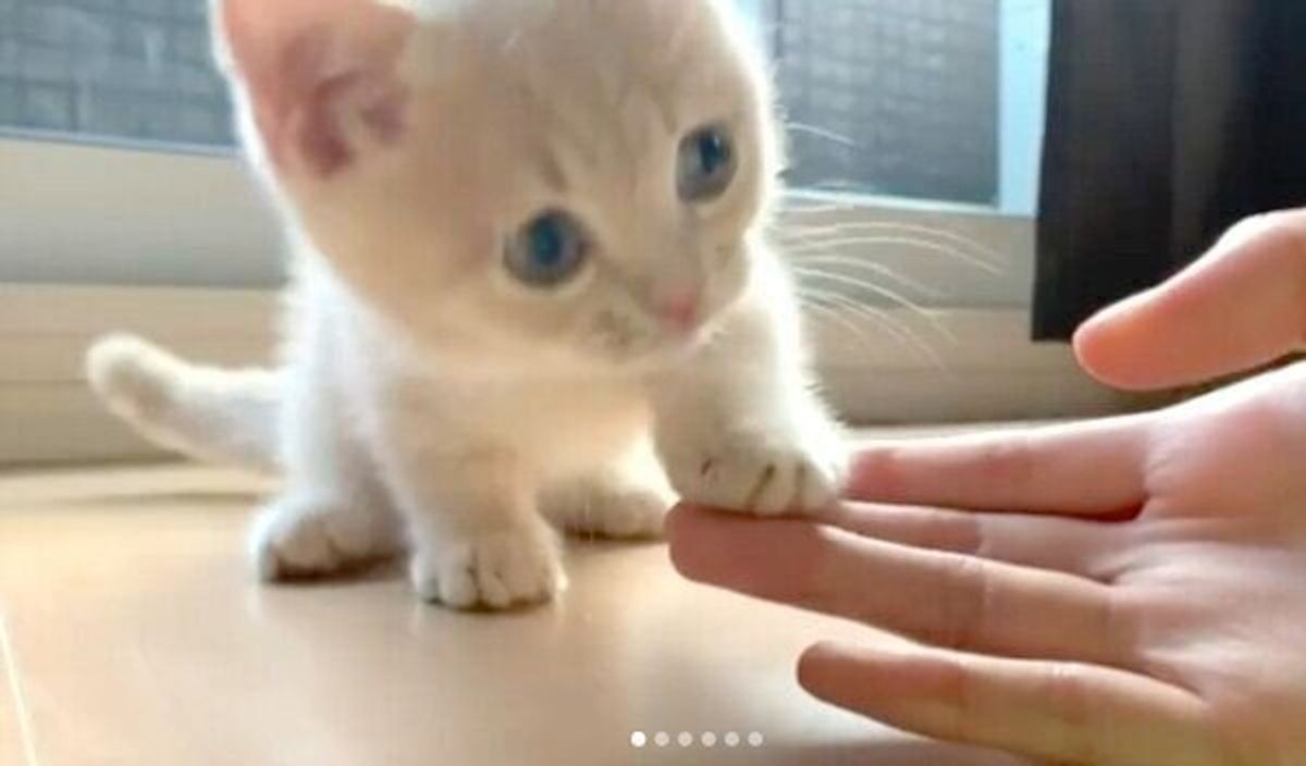 見ていると顔が緩んでくる 赤ちゃんマンチカンの天真爛漫な姿に悶絶 ねこのきもちweb Magazine 見ていると顔が緩んでくる 赤ちゃんマンチカンの天真爛漫な姿に悶絶 ねこのきもちweb Magazine