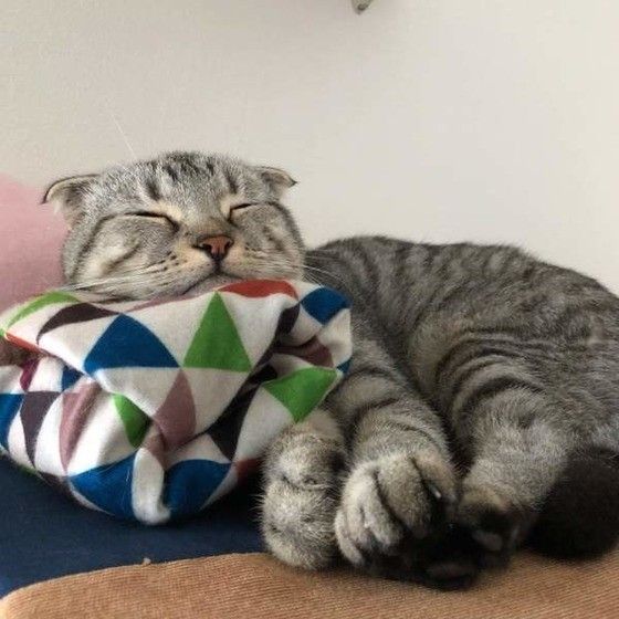 スコティッシュフォールドのレオくん