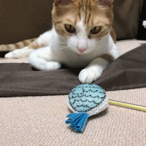おもちゃを見つめる猫