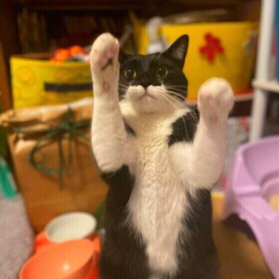 両前足をあげるアルくん（MIX）