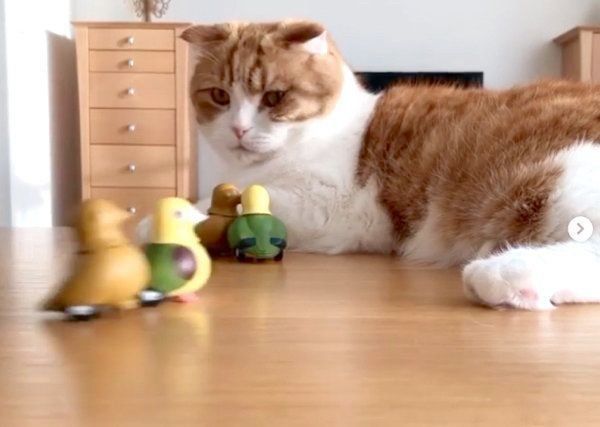 おもちゃを見つめるまーるくん