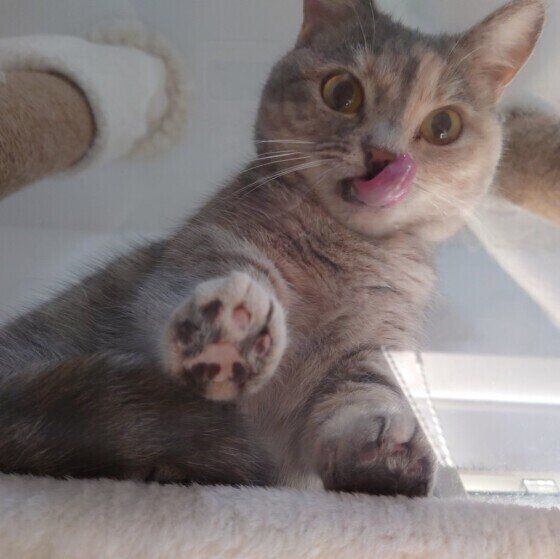 ベロを出すモコちゃん（マンチカン）