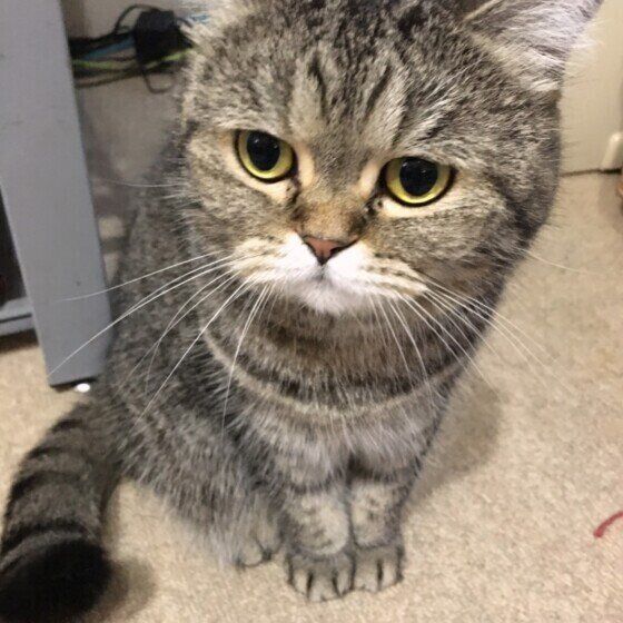 お座りするエキゾチックショートヘア