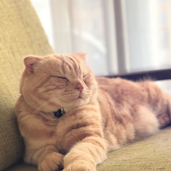 テレビを見ながらうとうとする猫