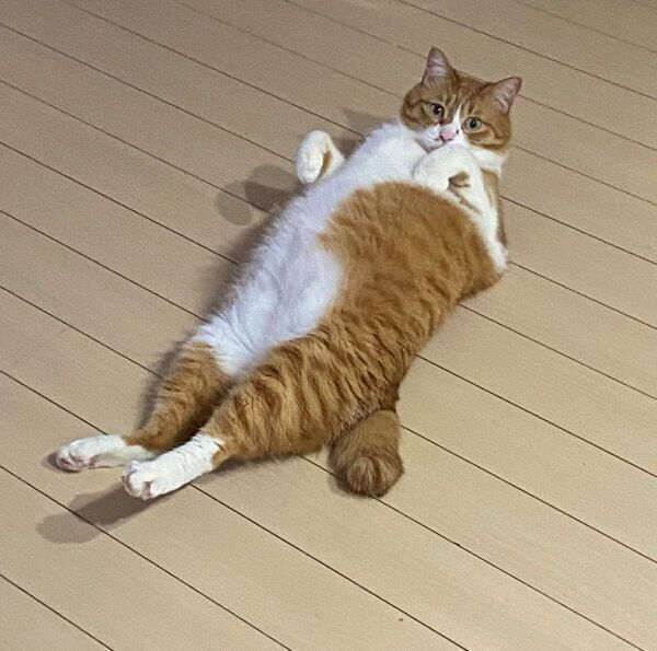 まったりするむぎくん