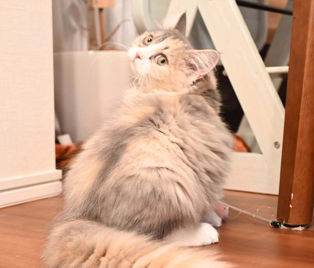 振り向くにゃーちゃん　かわいすぎる