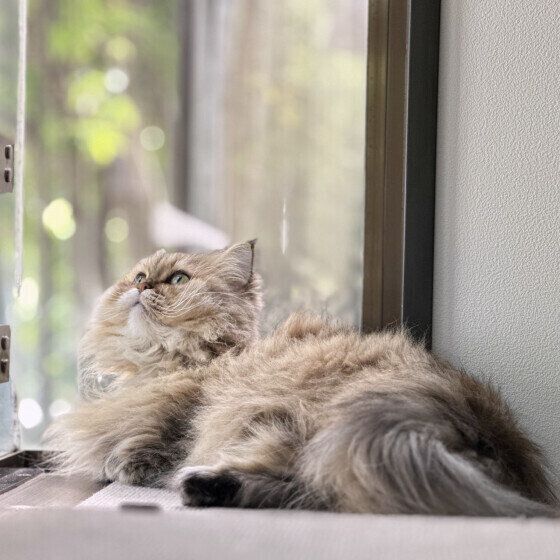 ペルシャのFa Faちゃん