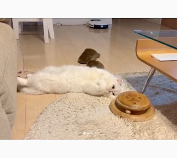 だらけるこてつくん