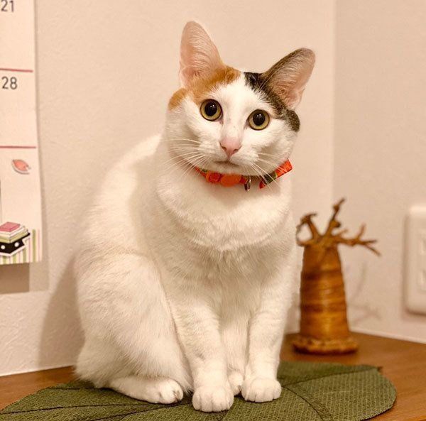 置物になってしまうカンナちゃん