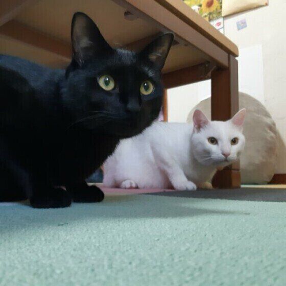 警戒するぽんくん（MIX）