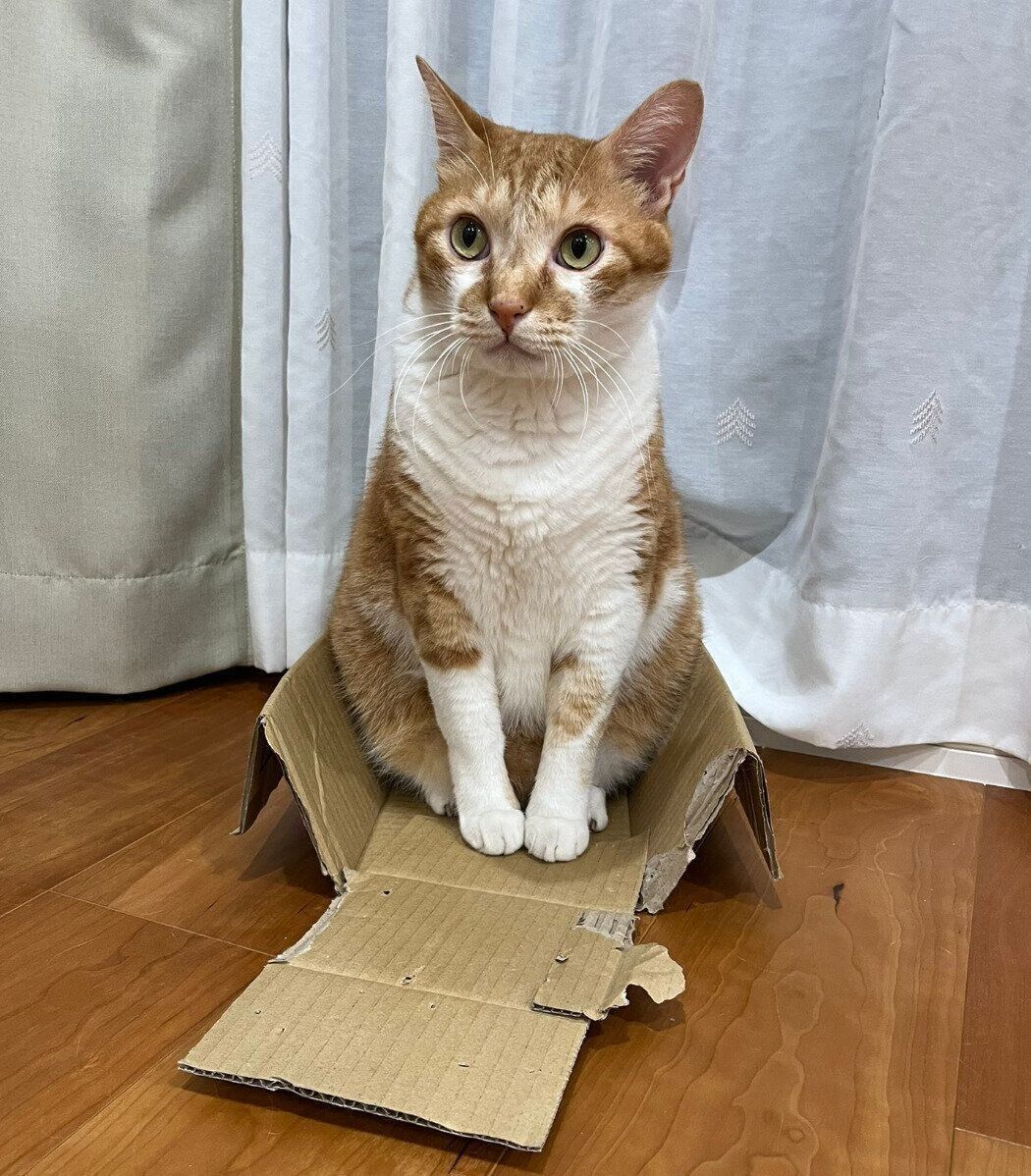 どうしても“ボロボロの箱”がいいトラちゃん。