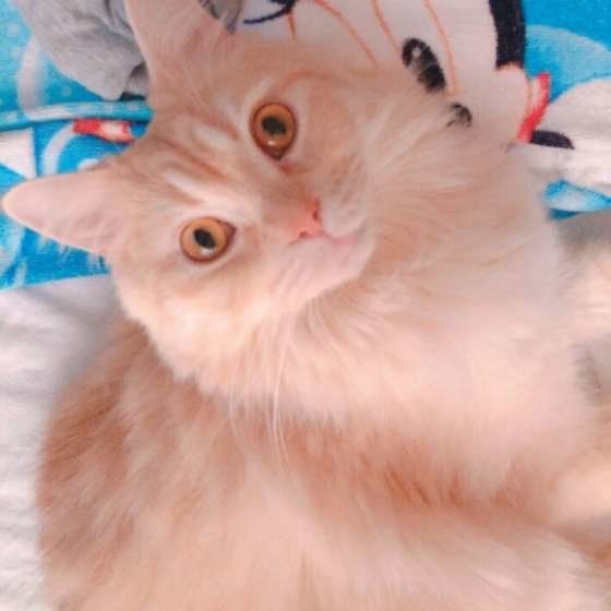 見つめるラガマフィン