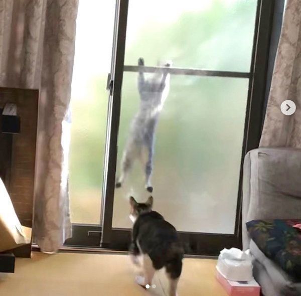 網戸にへばりつく野良猫と、それを見つめるきゅうちゃん