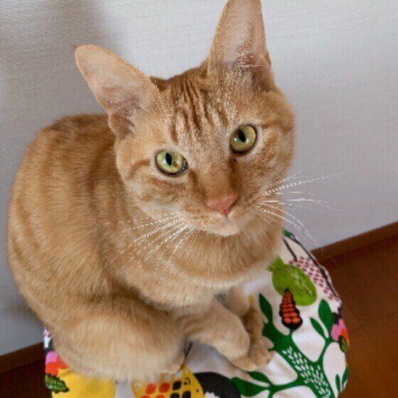 見つめる秀太くん（MIX）