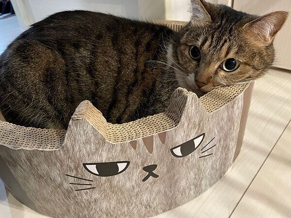 くつろぐやっちゃん