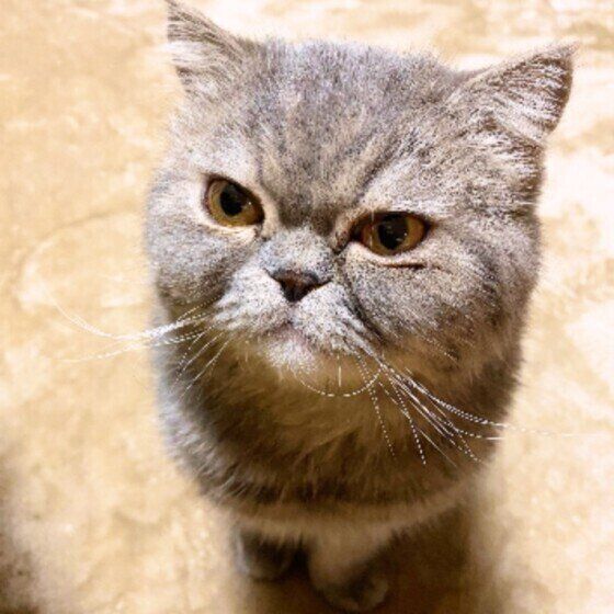 見つめるエキゾチックショートヘア