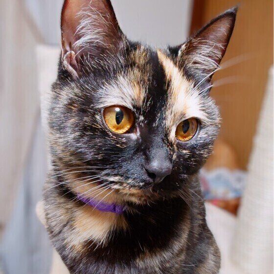 マンチカンのべるちゃん