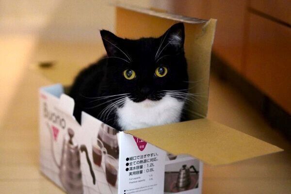 箱に入るうにくん