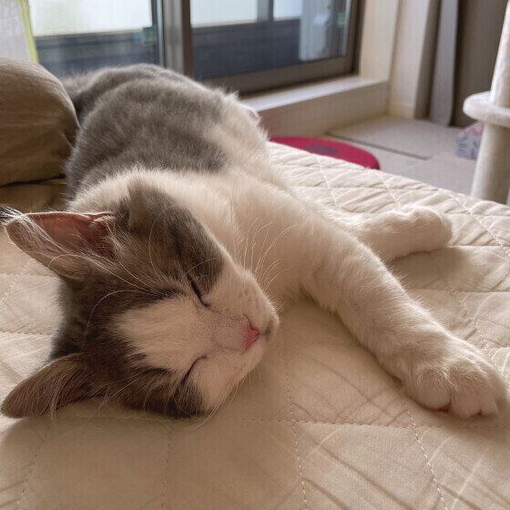 気持ちよさそうに眠るラフくん