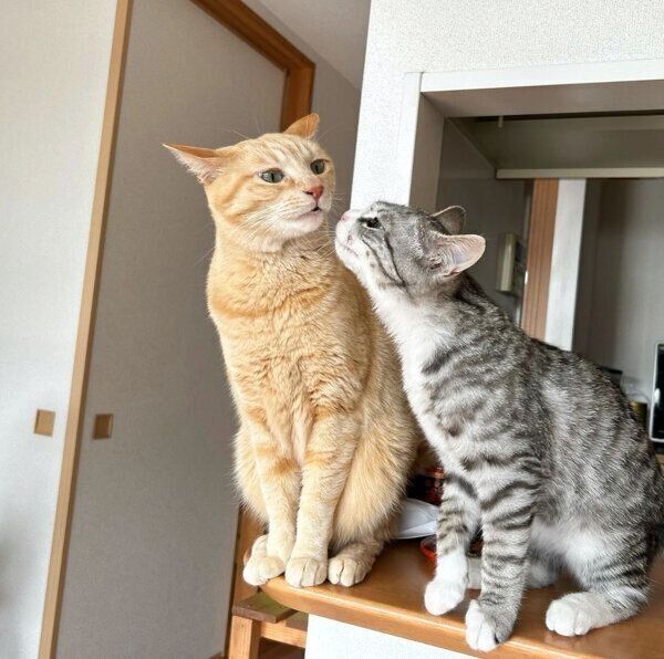 見つめ合うもいわちゃん、いぶきくん