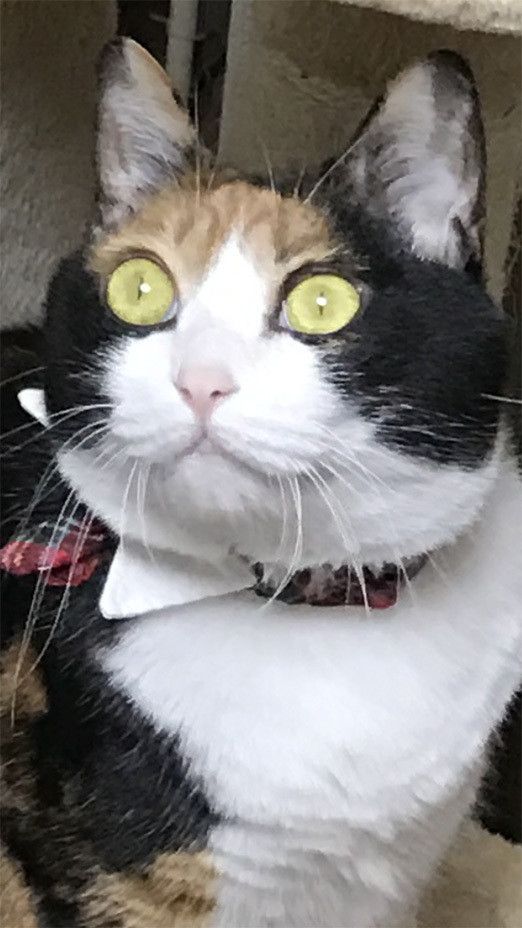 ゴキブリ VS 5猫神〜ゴキブリどもに告ぐ〜