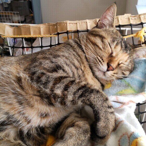 Mix（キジトラ）の花ちゃん♪