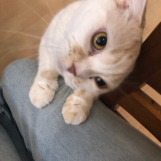 スリスリするスコティッシュフォールドのふわちゃん