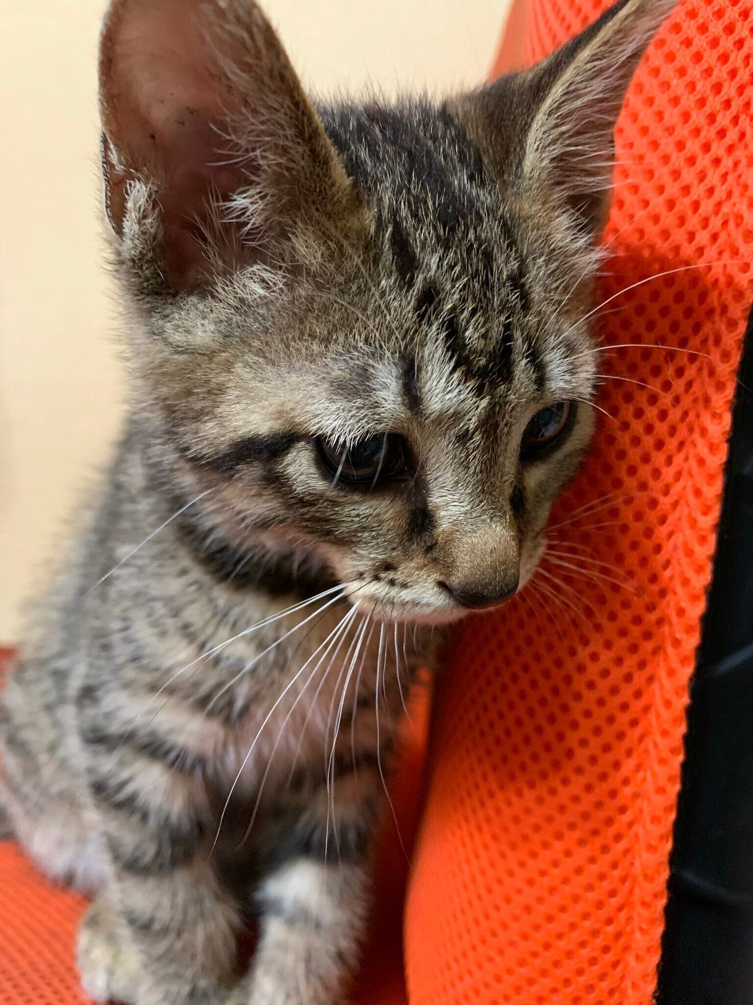 お迎えから1週間頃の猫