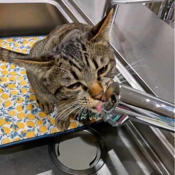 蛇口から流れる水を飲むキジトラ