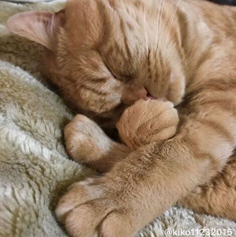 アランくんの寝顔