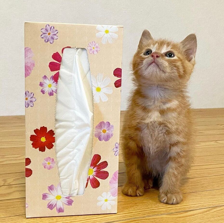 ティッシュ箱よりも小さいちくわくん