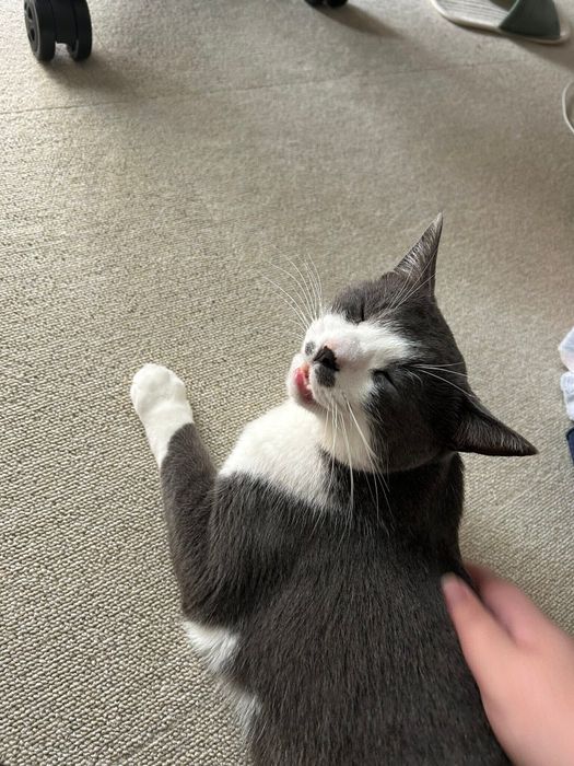 飼い主になでられる猫