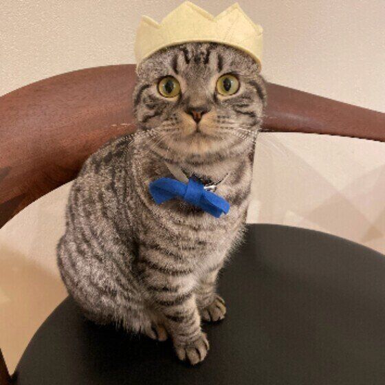 スコティッシュフォールドのてんくん