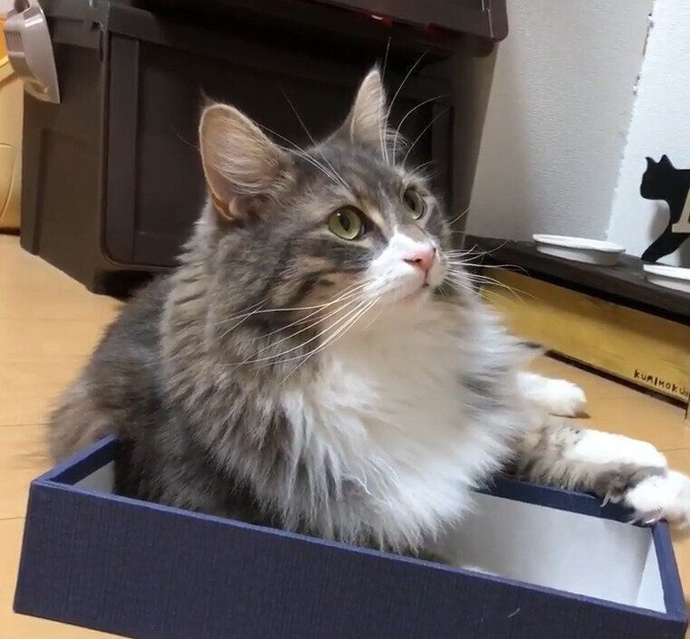 空き箱にどうしても入りたい猫のアオちゃん