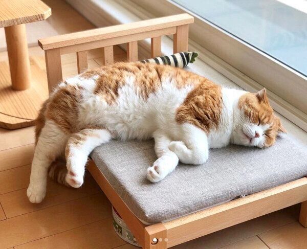 猫ベッドで眠るまーるくん