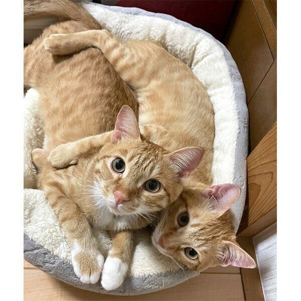 くっつくツムくんとサムくん