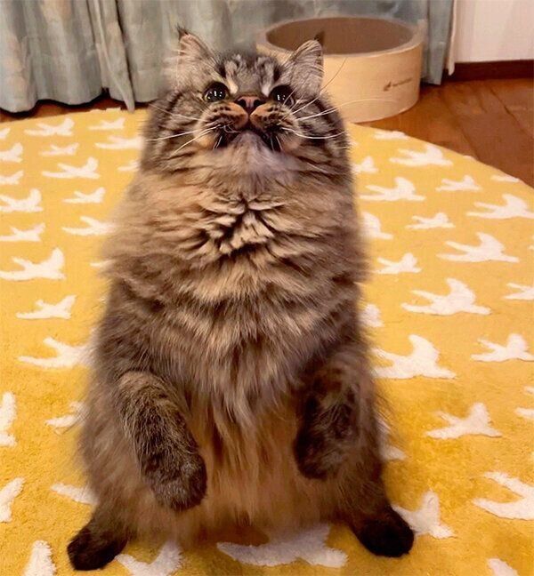 見上げるアポロくん