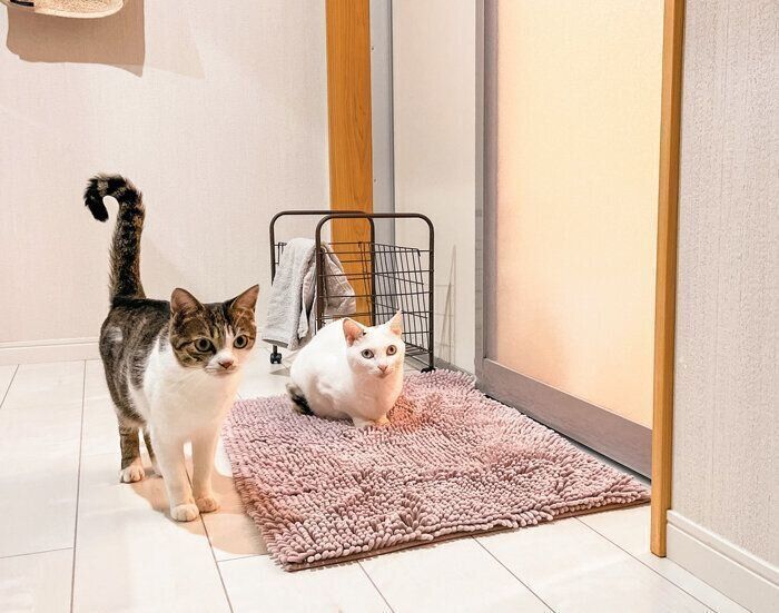 お風呂待ちの猫たち