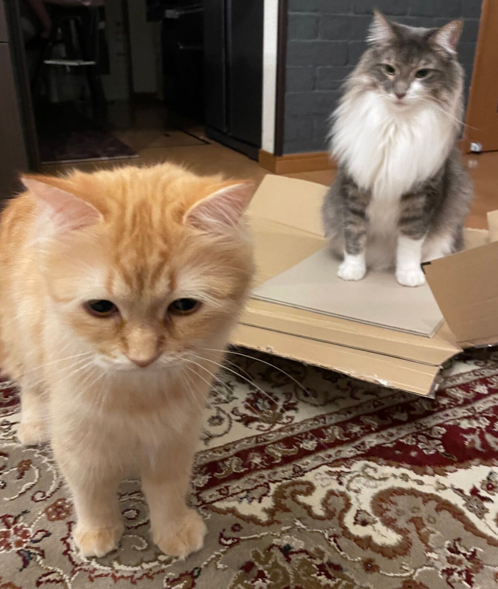 2匹の愛猫（ノルウェージャンフォレストキャット　オス、ラガマフィン　メス）