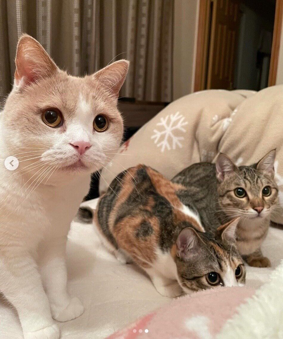 「わくわく顔」をするもなかくん、きなこちゃん、さくらくん