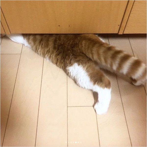 頭隠して尻隠さずニャンコ