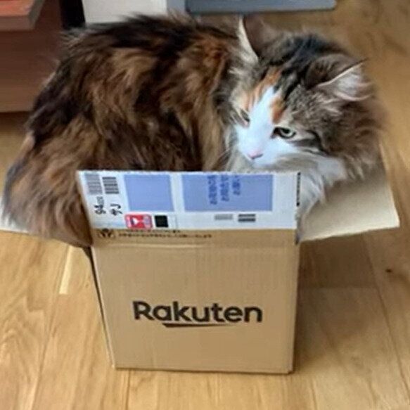 箱に入りたいライカちゃん